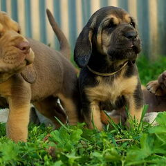 nog enkele pups beschikbaar voor goede huizen