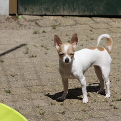 Mijn chihuahua Britney :)
