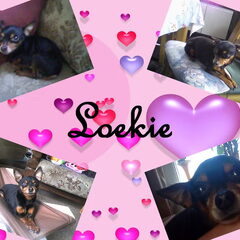 Loekie!
