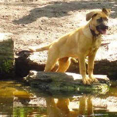 Dit is onze Micah, de pup waar ik het over had. Inmiddels…