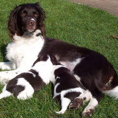 Dit is Acira met twee van haar puppen uit een nest van 6…