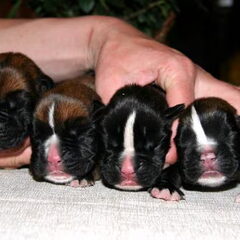 de boxerpuppies van Insurance Bohemica. De moeder is Pools…
