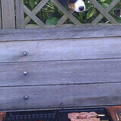 The BBQ Master!!!