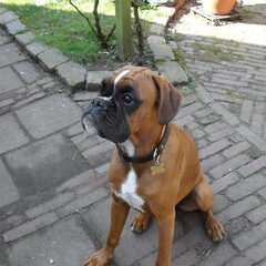 Dit onze derde boxer Doortje. We hebben haar sinds oktober…