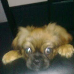 lief he