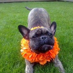 hup holland hup