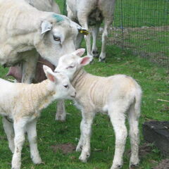 De Lammetjes!