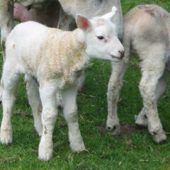De lammetjes!