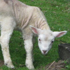 Niet zo scherp maar wel schattig (A)