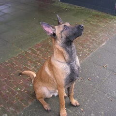 Rocko