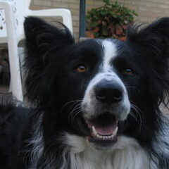 Onze lieve border collie reu Dribbel