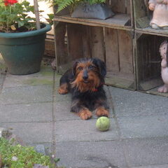Hier is balou bij ons in de tuin met zijn favoriete bal het…