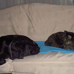 samen met de poes