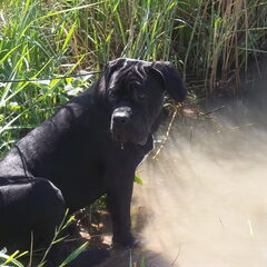 knappe vent(L)