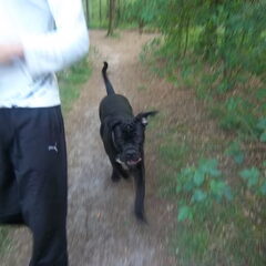 lkkr renne met baasje