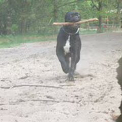 weer int bos