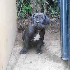 6 weken oud hahah lief koppie
