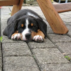 Laika als pup van een week of 5.