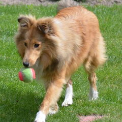 Daisy met bal