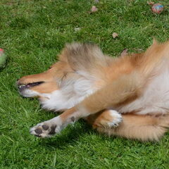 Daisy met bal spelen