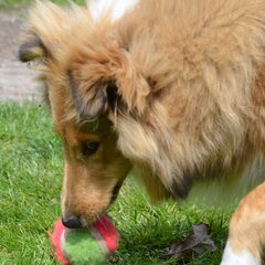 Daisy met de bal