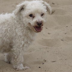 Onze toby.