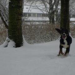En senna in de sneeuw.
