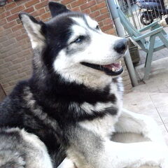 Sky (swingdog)