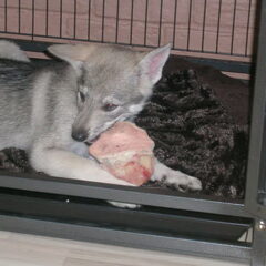 Grrrrrrrr ik grom als een wolf....