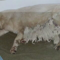 ZWITSERSE HERDERS PUPS TE KOOP 400 EURO GEBOREN OP 12 MEI…