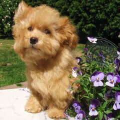 Dit is Hana, op de foto 5 maanden oud