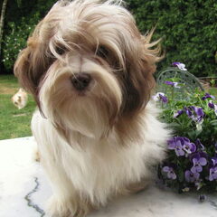 Jimena