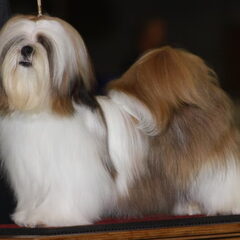 Onze teef Brandy op de leeftijd van 12 maand