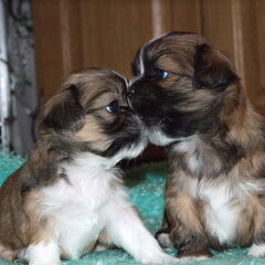2 pups uit een gefokt nest van ons