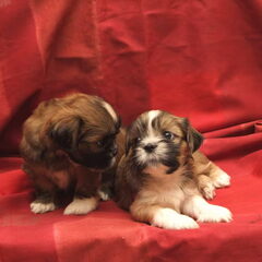 lief he