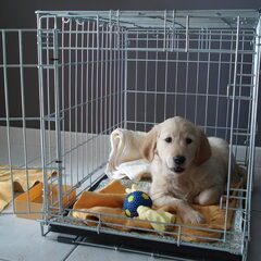 Welkom thuis! Mika's eerste dag bij ons.
