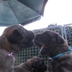 puppy's van onze Kalua & Airam