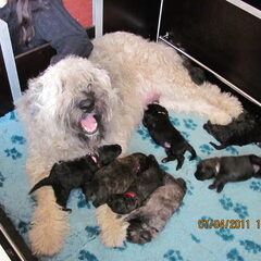 moeder met haar pups de pups hier 2 weken oud