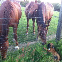 Nina is dol op paarden.