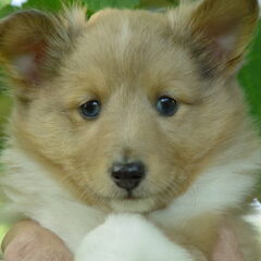 Fox is een schattige sheltie pup hij heeft hele mooie…