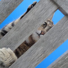 Tijgertje onze kat :)