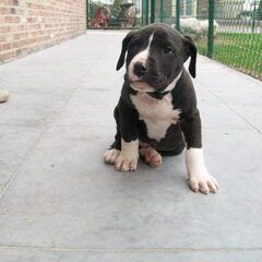 7,5 week