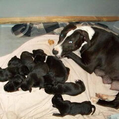 Nest 9 puppies