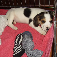 Toen Amber nog een pupje was, hier 7 weken oud...