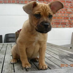 Ben ik niet schattig als pupje?