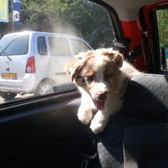 Charlie in de auto