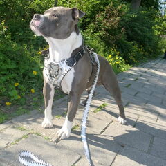 My Boy