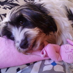 slapen met Snuf