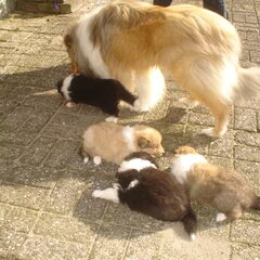 Caitlyn is met haar pups buiten.