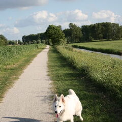 even wandelen met het baasje en desondanks ik blind ben mag…